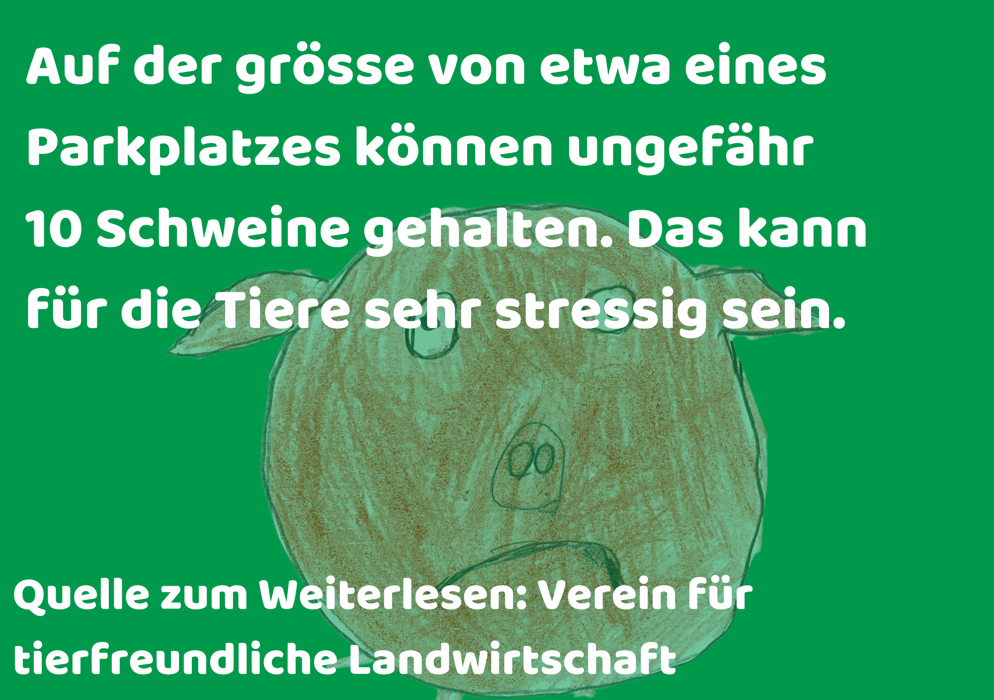 AMTH Fakten Bilder schwein 1